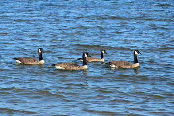 Four Canada geese swimming in the ocean.