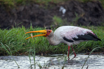 Ave exotica africana en un safari