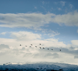 seagulls in flight