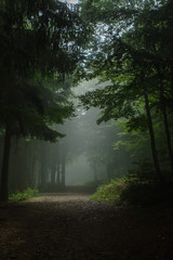 Fototapeta premium Fog