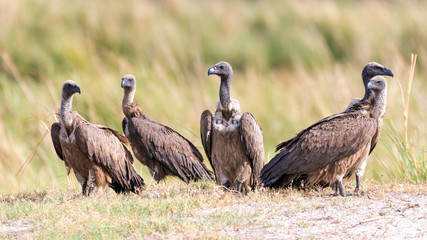 Ave exotica africana durante un safari