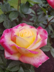 Rose in garden