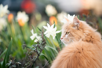 cream colored beige white maine coon cat next to a flowerbed with flowering plants