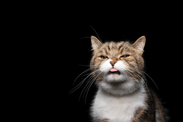 tabby white british shorthair cat sticking out tongue in front of black background with copy space