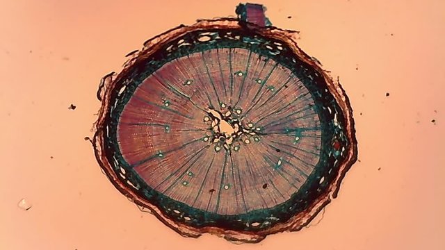 Microscope Pine Stem Cross Section x600