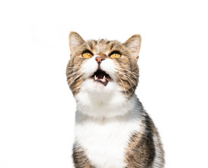 Obraz premium tabby white british shorthair cat with open mouth meowing looking up isolated on white background