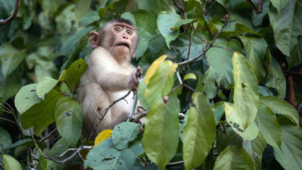 Monos africanos en las ramas de arboles