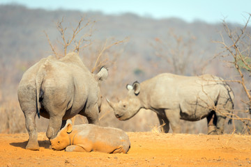 Fototapeta premium Rinocerontes con cuerno grande africanos durante un safari