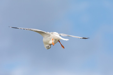 Ave exotica de Africa, pajaro africano, 