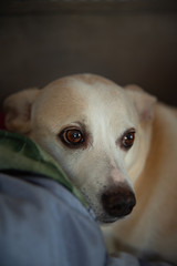 Portret białego słodkiego psa o słodkich oczach.