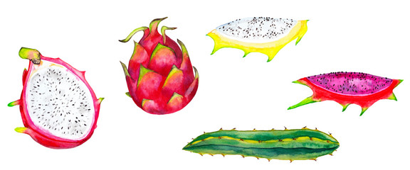 Big set of realistic pitahaya. Colorful whole dragon fruit, half past, slices and cactus. Watercolor hand painted isolated elements on white background.