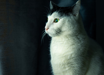 Portret kota o zielonych oczach patrzącego w dal.