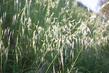 Obraz premium Tall Green Grass