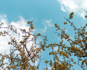tree and blue sky