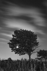 moon peeking through tree b/w