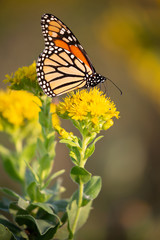 butterfly on yellow flower
