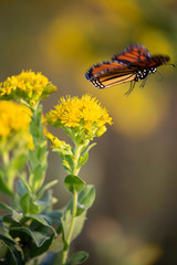 butterfly flying off a flower