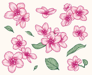 Blooming apple tree flowers hand drawn illustration set