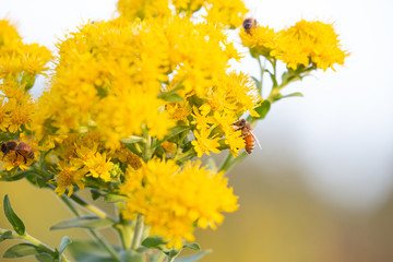 bees on yellow flowers