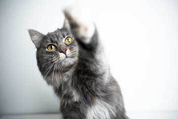 cute Blue tabby white maine coon cat raisig paw reaching for treat on white background