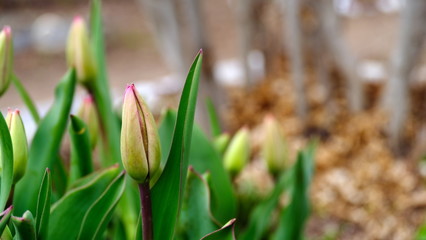 
Tulip buds in a city park.
Floral background image for poster design.