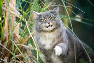 Naklejka na ściany i meble cute Blue tabby white maine coon cat making funny face while chewing on blade of grass