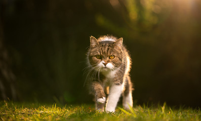 tabby white british shorthair cat walking towards camera looking outdoors in nature on sunset