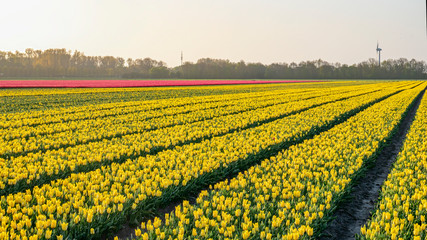 Fototapeta na wymiar Landscape with tulips. A colorful bed of red and yellow Dutch tulips in the Noordoostpolder, Netherlands, Europe