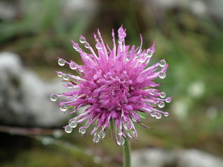 Distel ummantelt mit Tautropfen