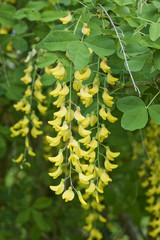 Fleurs Faux ébénier