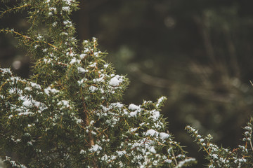 Zielony krzew pokryty śniegiem