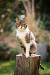 Naklejka na ściany i meble tabby white british shorthair cat sitting on tree stump looking at camera