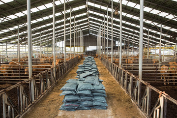 Korean native cattle in South Korea.
