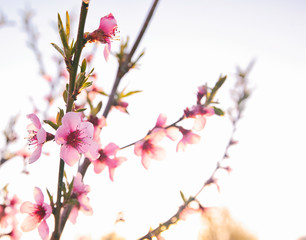 Peach flower blooming on the sunset