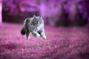 Blue tabby white maine coon cat running on purple grass flying mid air