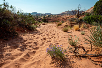 Arizona desert scenery no clouds, USA