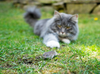 Blue tabby white maine coon cat hunting catching shrew mouse outdoors on grass