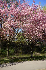 Blühende japanische Kirschbäume im Sonnenlicht am Berliner Mauerweg (Wollankstraße)