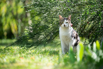 Naklejka na ściany i meble tabby white domestic cat resting under bush in sunlight looking at camera