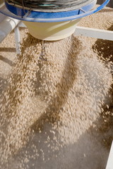 Usine pour la fabrication de granule pour les poeles a bois