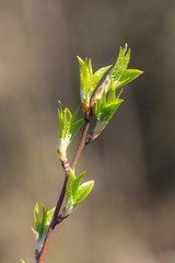 green branch in the foreground