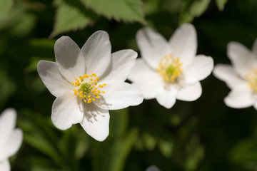 Obraz na płótnie Canvas white anemone flowers