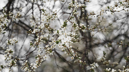 Close-up of white cherry blossom petals