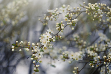 Close-up of white cherry blossom petals