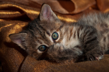 Beautiful tricolor kitten with blue eyes is sweetly laying on the gold bedcover and looking forward. Pet in the home