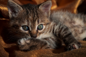 Beautiful tricolor kitten with blue eyes is sweetly laying on the gold bedcover and looking forward. Pet in the home