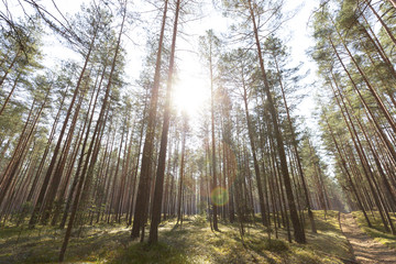 Beautiful coniferous forest in sunny weather