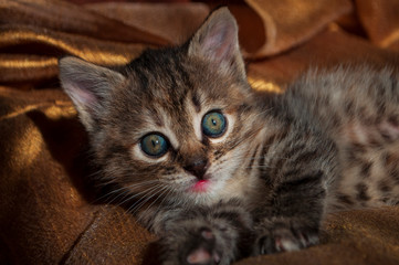 Beautiful tricolor kitten with blue eyes is sweetly laying on the gold bedcover and looking forward. Pet in the home