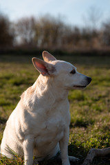 Portret biało beżowego psa patrzącego w dal w promieniach zachodzącego słońca.