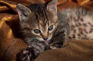 Beautiful tricolor kitten with blue eyes is sweetly laying on the gold bedcover and looking forward. Pet in the home